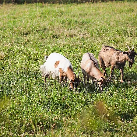 Panzió Artemide Relais