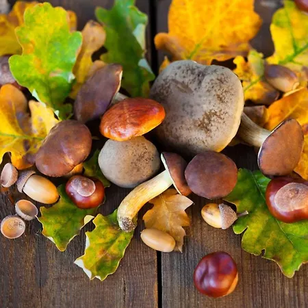 Panzió Artemide Relais 4*